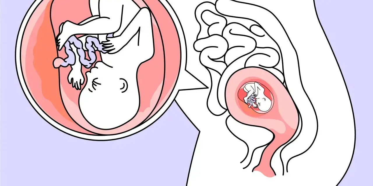 Ein Baby in der 18. SSW wächst im Mutterleib. Die vergrößerte Ansicht zeigt die detaillierte Entwicklung des Fötus.