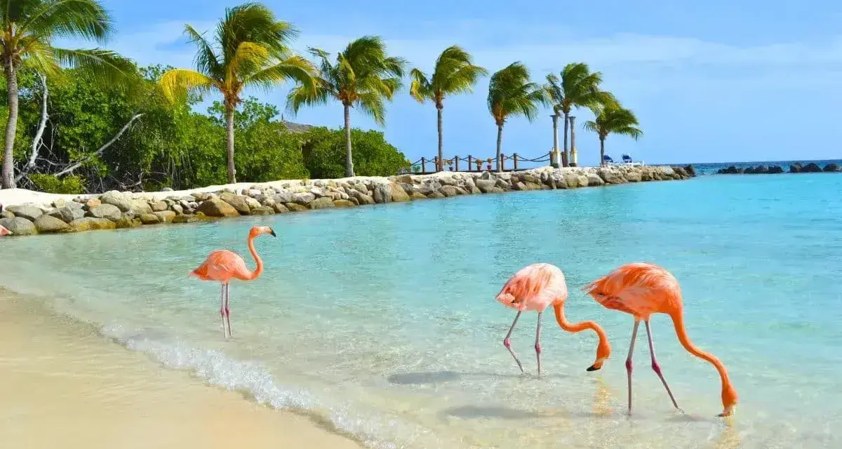 Aruba wakacje: flamingi brodzą w turkusowej wodzie przy plaży z palmami. Idealne miejsce na relaks.