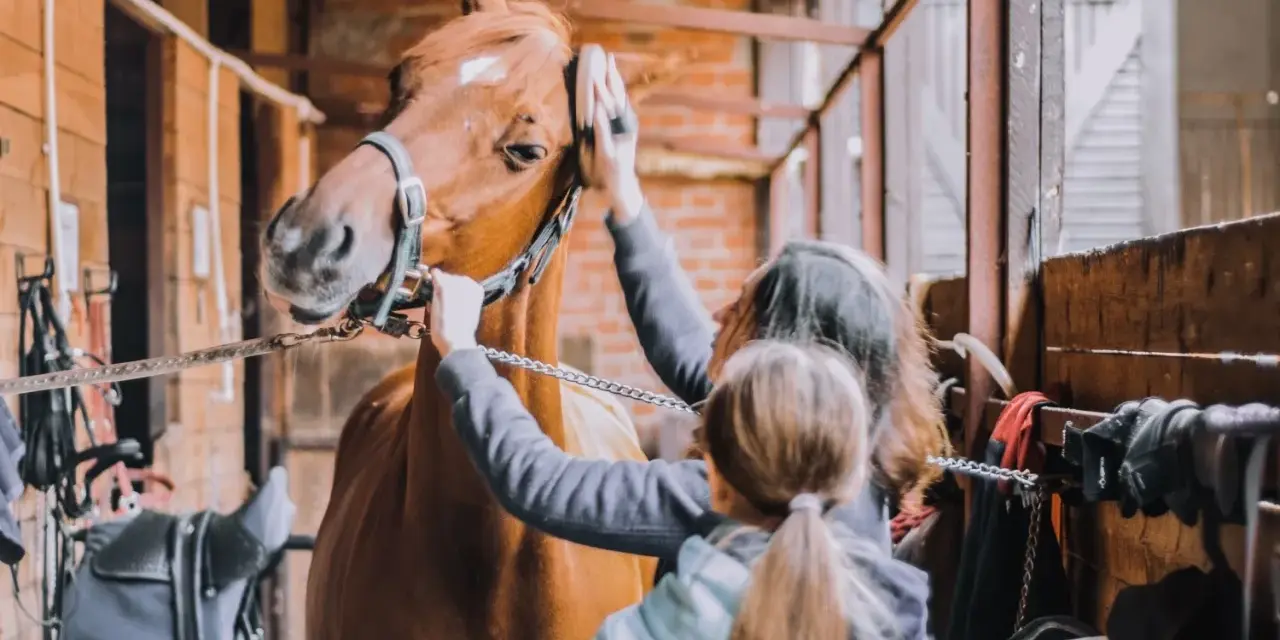 Deux personnes s'occupent du pansage d'un cheval dans une écurie. Le cheval est brun et porte un licol.