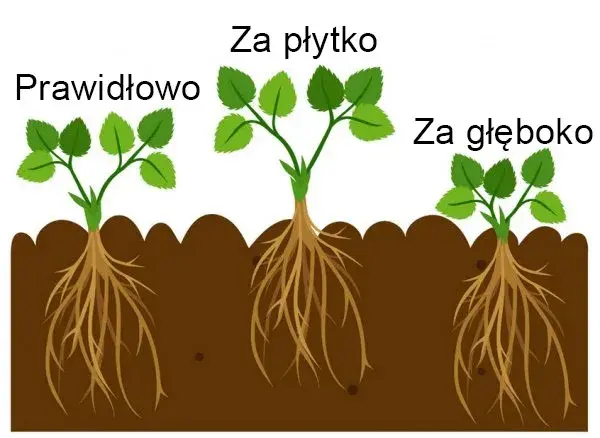 Jak sadzić truskawki odstępy, aby uniknąć błędów i zwiększyć plony