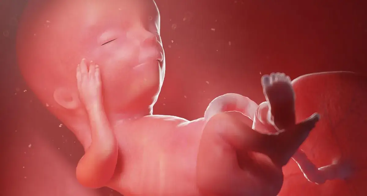 Płód w 13 tygodniu ciąży, który to miesiąc rozwoju, wygląda jak mały człowiek.