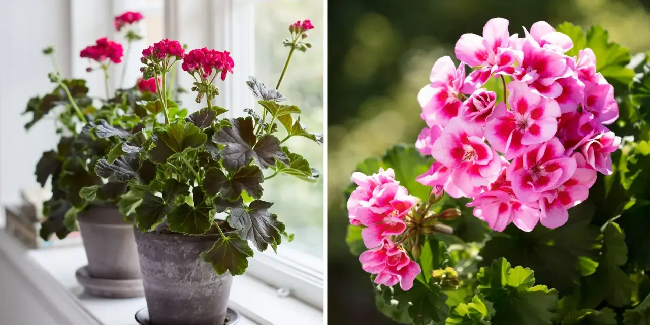 Två pelargoner, en med mörka blad och rosa blommor på en fönsterbräda, och en annan med ljusrosa blommor utomhus. Gula blad på pelargon kan vara ett tecken på att den behöver mer ljus.