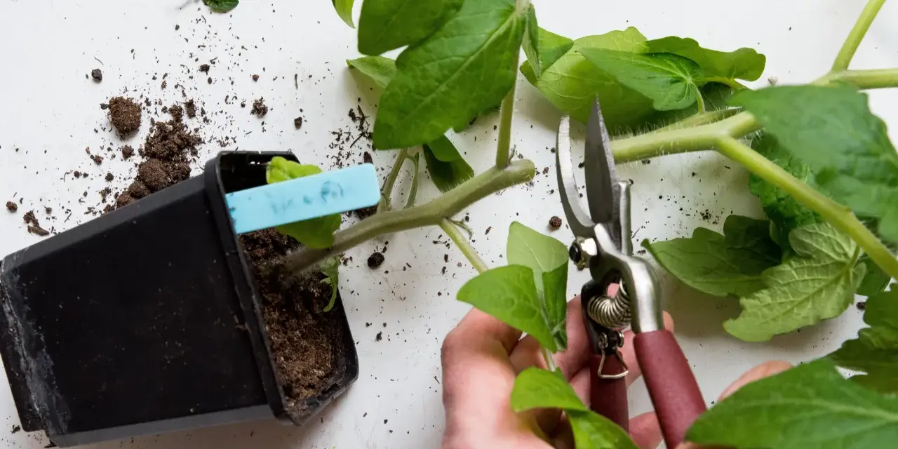 En hand beskär en liten tomatplanta med sekatör. Jord ligger utspridd runt krukan.