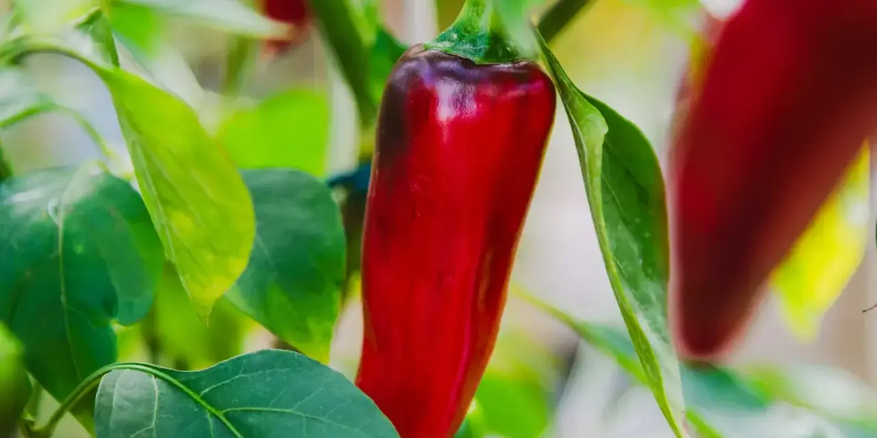 En röd chili hänger redo att skördas. En vacker påminnelse om att odla chili för hetta och smak.
