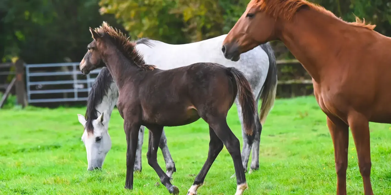 Un jeune poulain brun gambade dans un pré verdoyant, entouré de chevaux adultes.