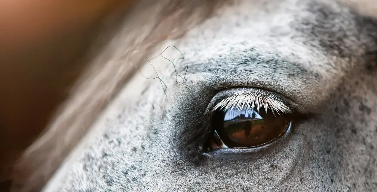 Gros plan sur l'oeil d'un cheval, reflétant un paysage. La peau grise mouchetée et les longs cils blancs accentuent la beauté de cet oeil de cheval.