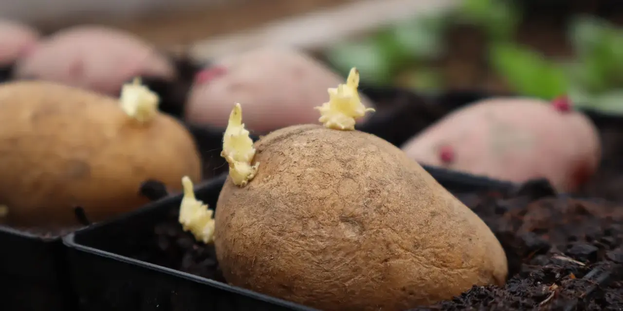 Potatis i pallkrage börjar gro. Små skott tittar fram ur de bruna potatisarna, redo att växa i jorden.