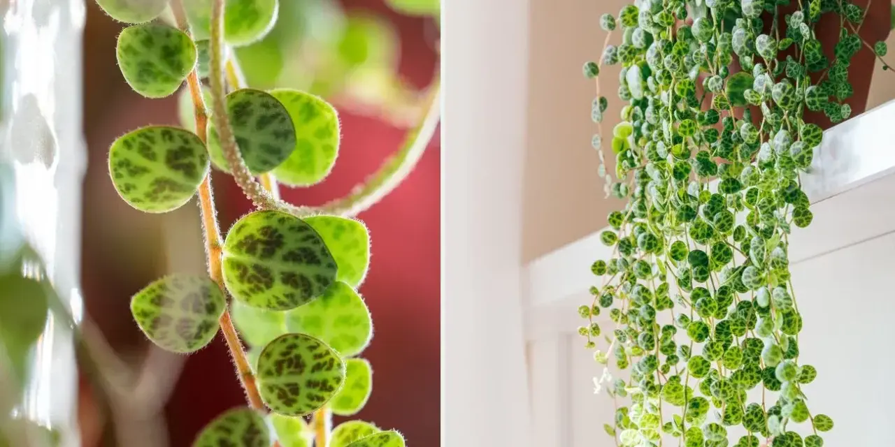 Peperomia prostrata, czyli sukulent o liściach przypominających małe żółwie, tworzy kaskady zieleni.