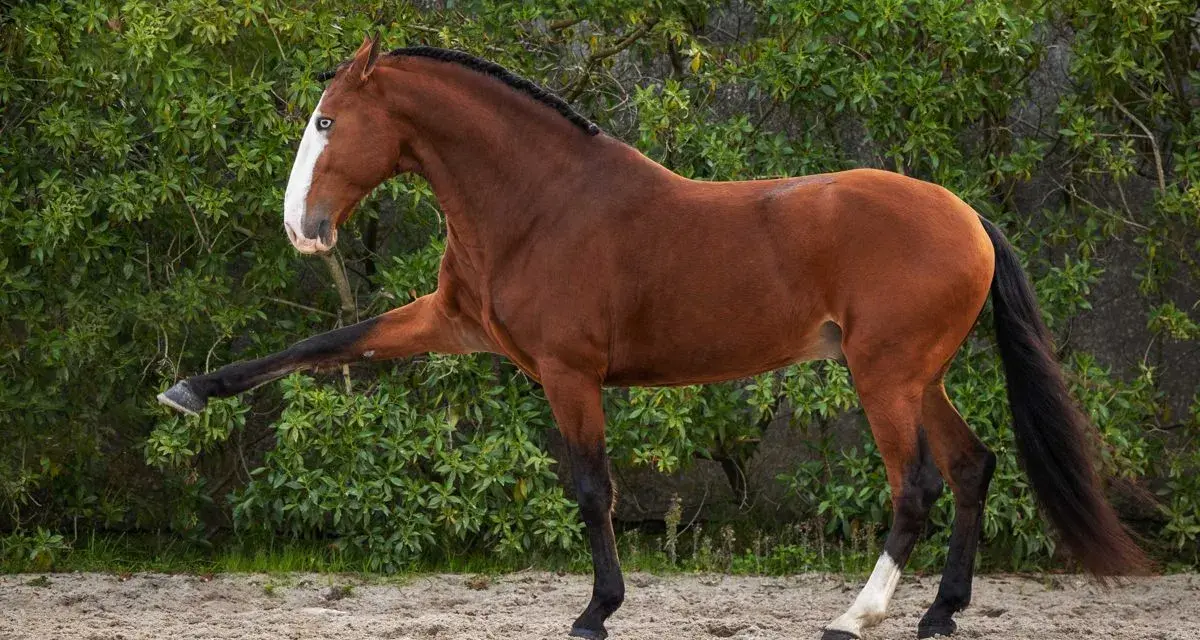 Magnifique cheval bai, la tête haute, une patte avant levée avec grâce.
