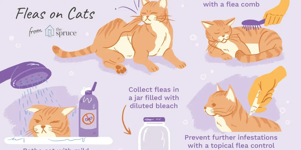 Guía ilustrada sobre cómo tratar chinches en gatos: baño, peinado, recolección y prevención.