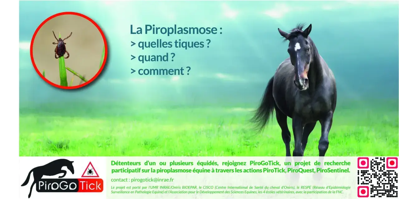 Une tique sur une herbe et un cheval noir. Le texte parle de la piroplasmose cheval et du projet PiroGoTick.