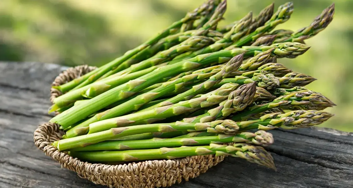 Freshly harvested asparagus spears in a woven basket, ready to be planted. Learn how to grow asparagus for a bountiful harvest.