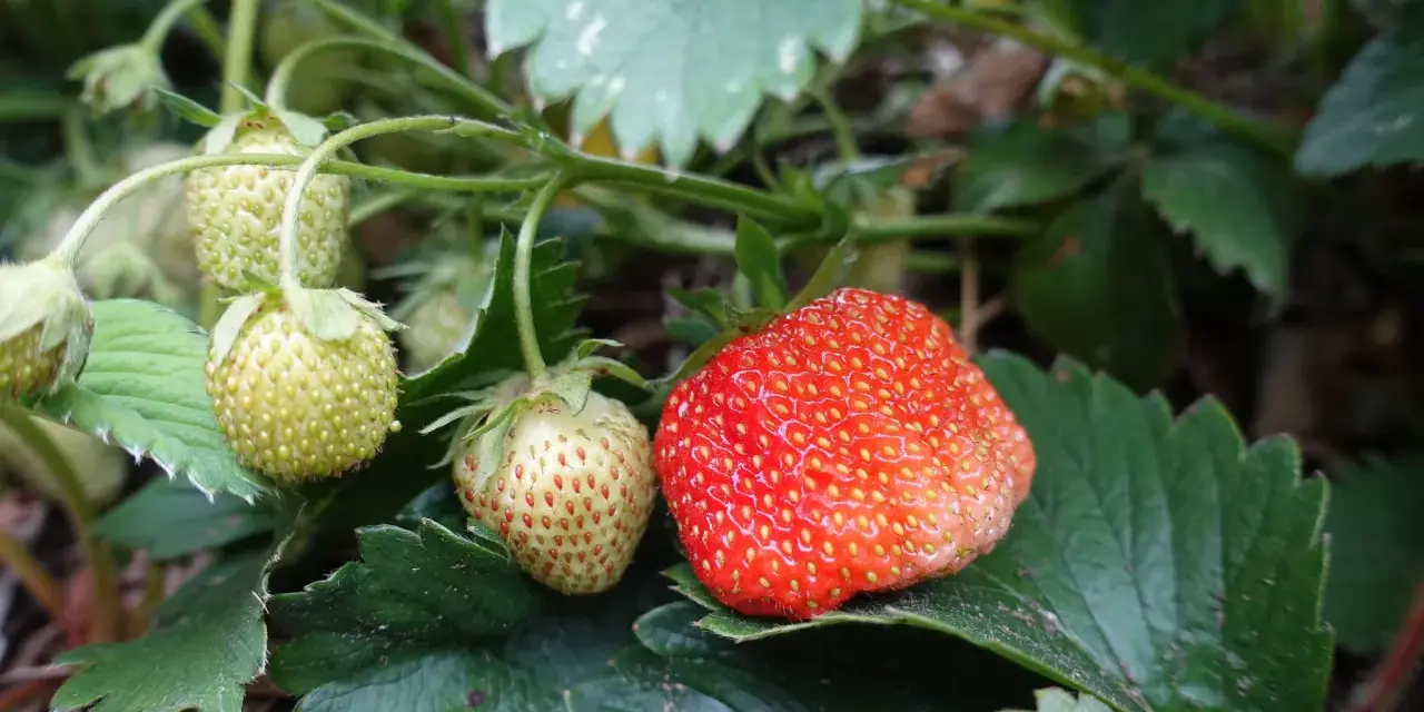 En mogen jordgubbe och flera gröna bär på en planta. Snart dags att plantera jordgubbsplantor för framtida skörd.
