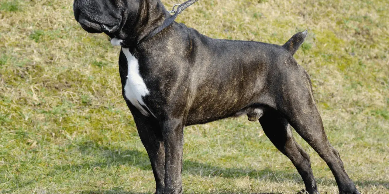 Żywienie szczeniaka cane corso: Ile, jak często i czym karmić?