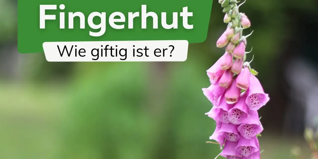 Eine rosa Fingerhut-Blüte mit der Frage: "Wie giftig ist er?". Vorsicht beim Anfassen!