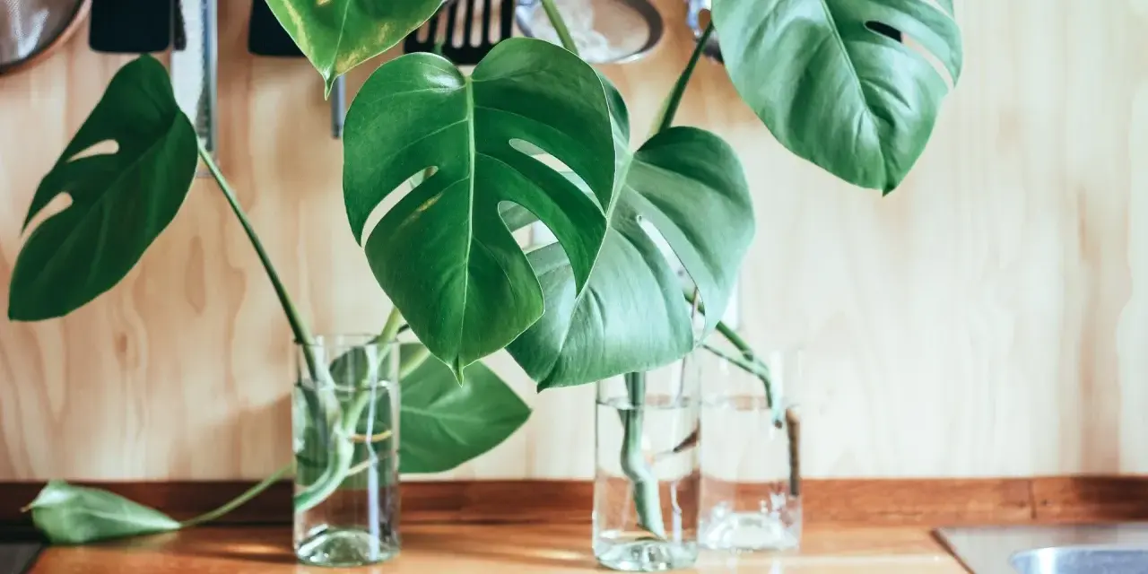 Monstera w szklanych wazonach na blacie. Liście z dziurami, gotowe do ukorzenienia. Tak łatwo rozmnożyć monsterę!
