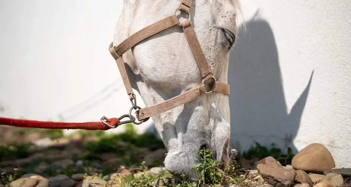 Un cheval blanc broute l'herbe, sa tête basse. La puissance morsure cheval est évidente dans sa détermination à se nourrir.
