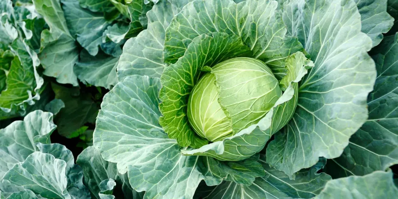 A plump, green cabbage head nestled amongst its large, textured leaves. This image hints at the perfect time when to harvest cabbage for peak freshness.