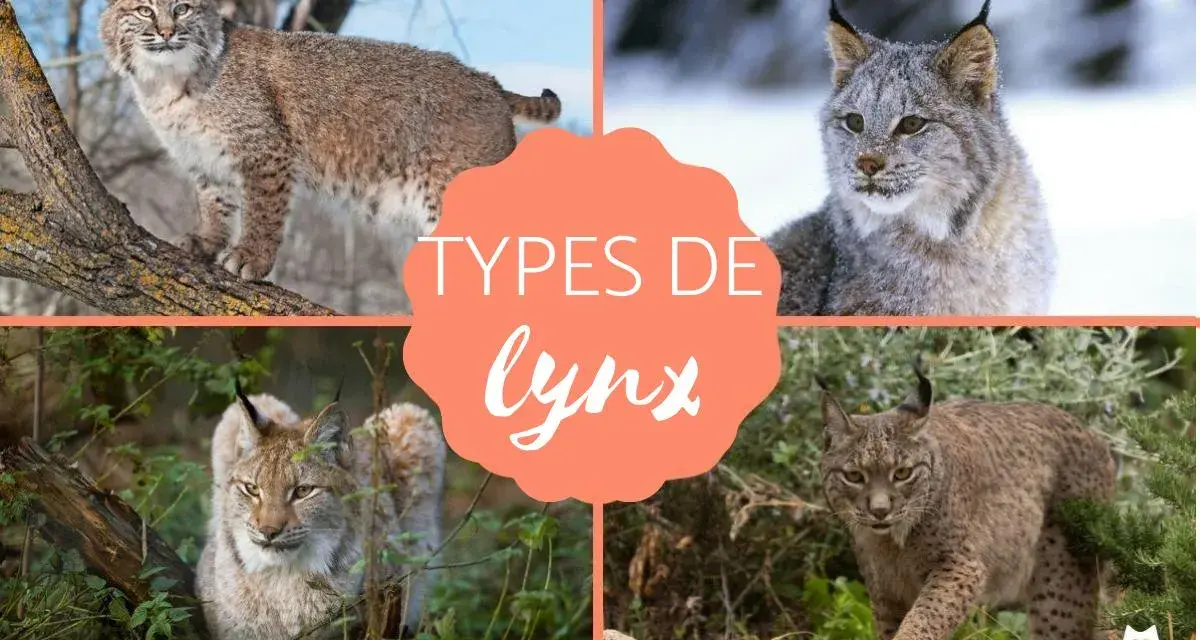 Quatre types de lynx : roux, du Canada, eurasiatique et ibérique, présentés dans un collage.