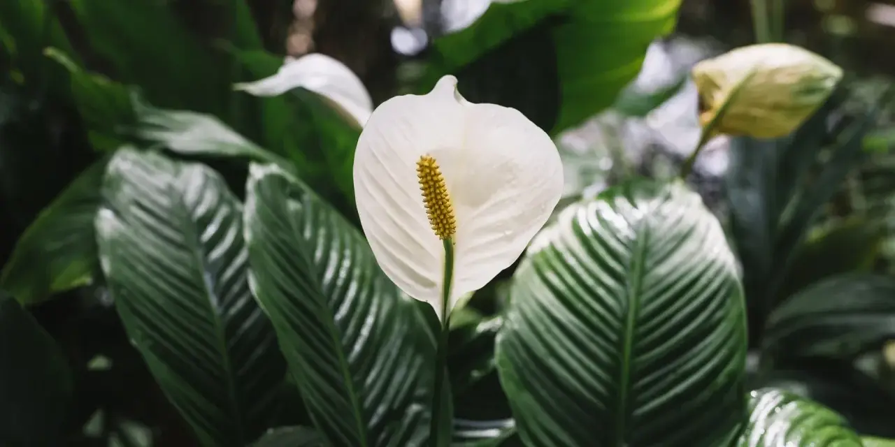 Biała kalia, znana jako kwiat trujący dla kota, otoczona bujnymi, zielonymi liśćmi.