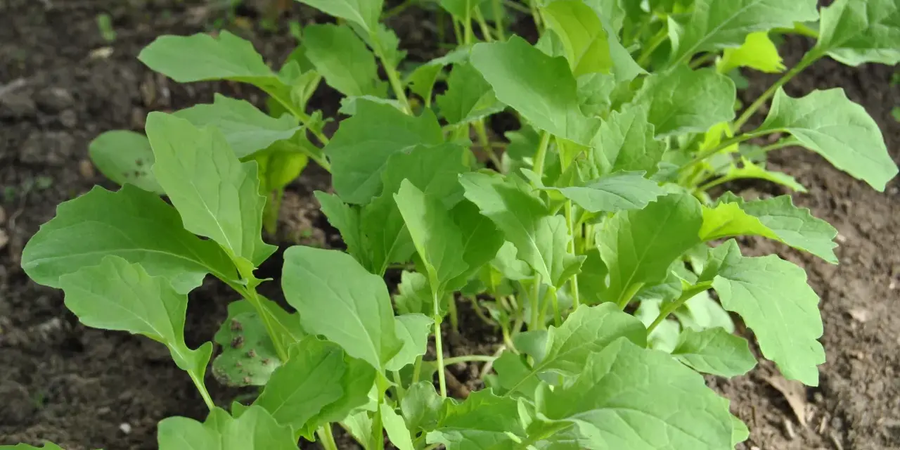 Frisch gewachsener Scheerkohl im Beet, bereit für leckere Scheerkohl Rezepte.