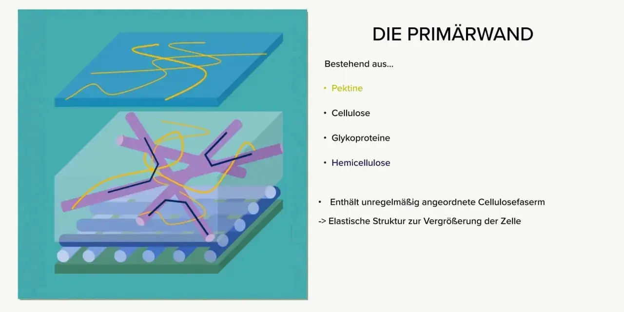Schematische Darstellung der Primärwand mit Pektinen, Glykoproteinen, Hemicellulose und unregelmäßig angeordneten Cellulosefasern für elastische Zellvergrößerung.