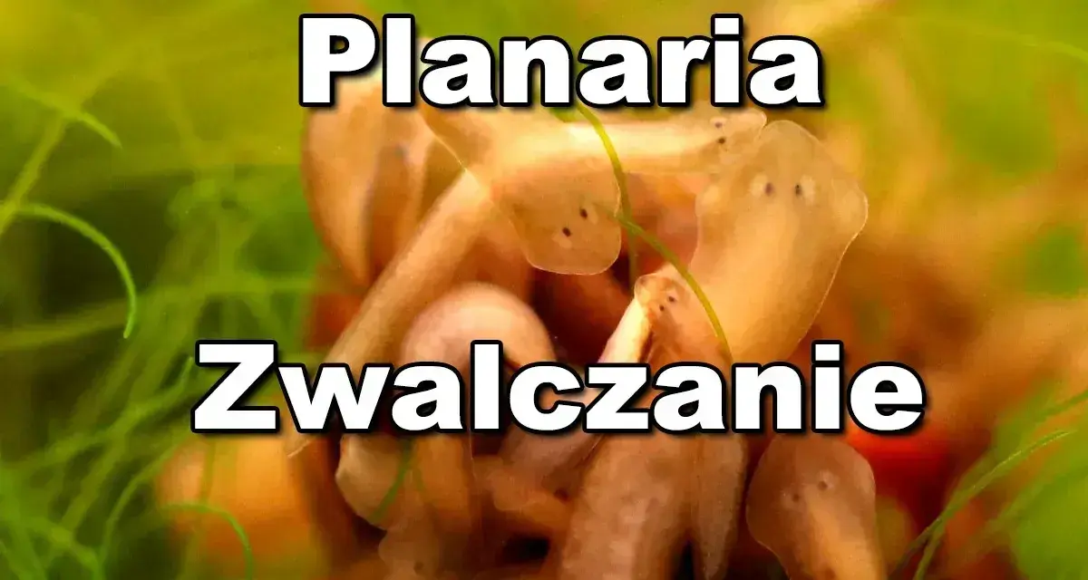 Grupka planarii, czyli wypławek w akwarium, szuka pożywienia wśród zielonych roślin.