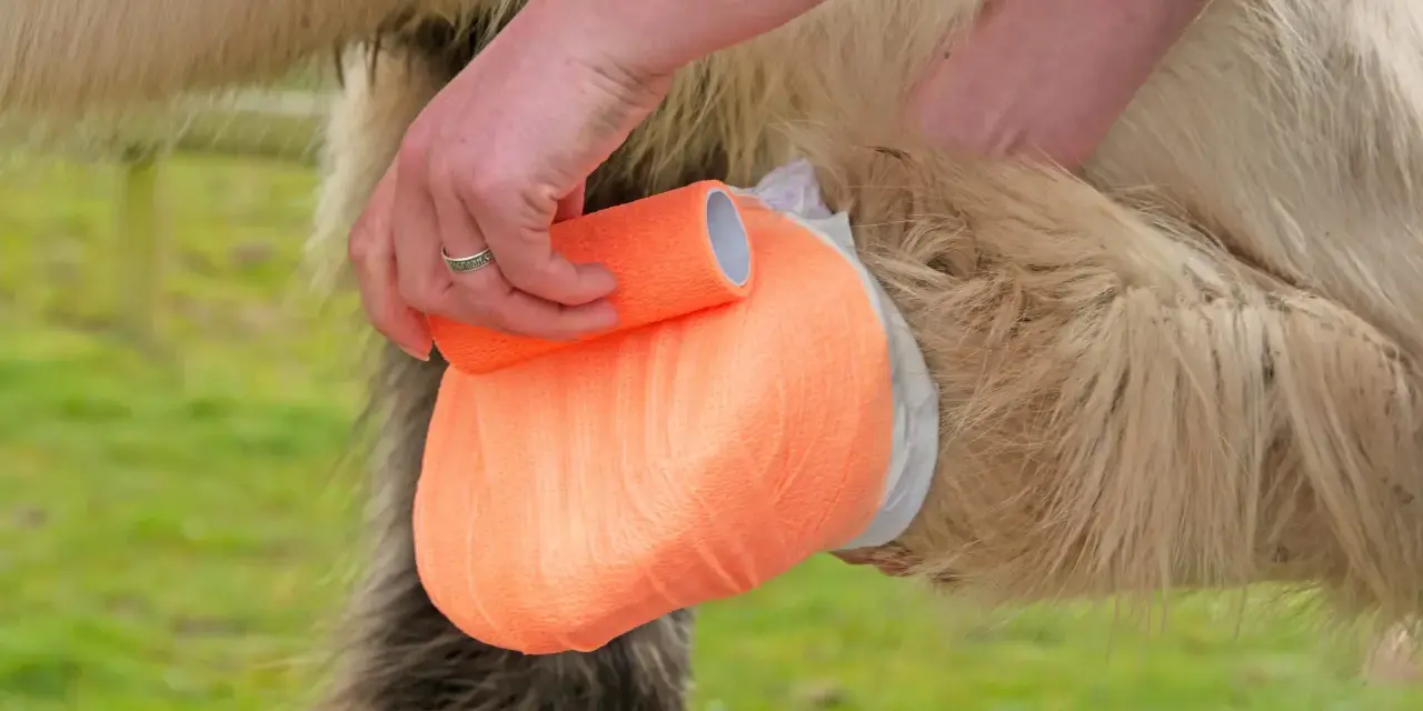 Main d'une personne appliquant un bandage orange sur la jambe d'un cheval, signe d'un abcès en cours de guérison.