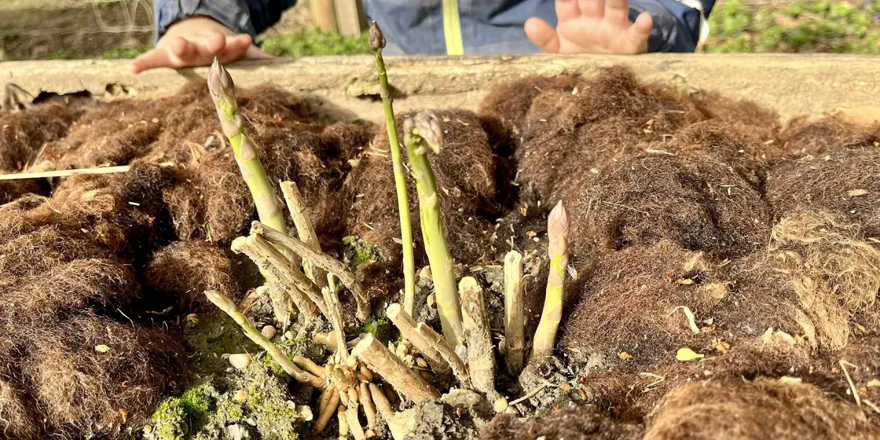 Kindliche Hände über frisch gepflanztem Spargel. Die ersten grünen Triebe recken sich aus der Erde, bedeckt mit braunem Mulch.