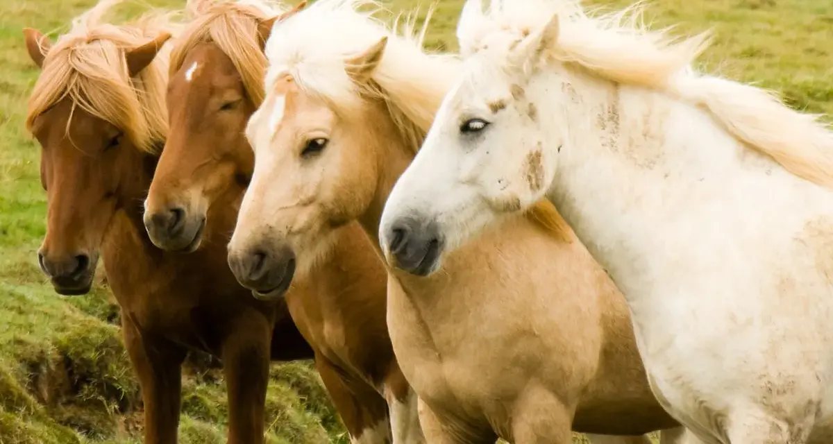Quatre chevaux, dont un magnifique cheval Connemara blanc, se tiennent côte à côte dans un pré verdoyant.