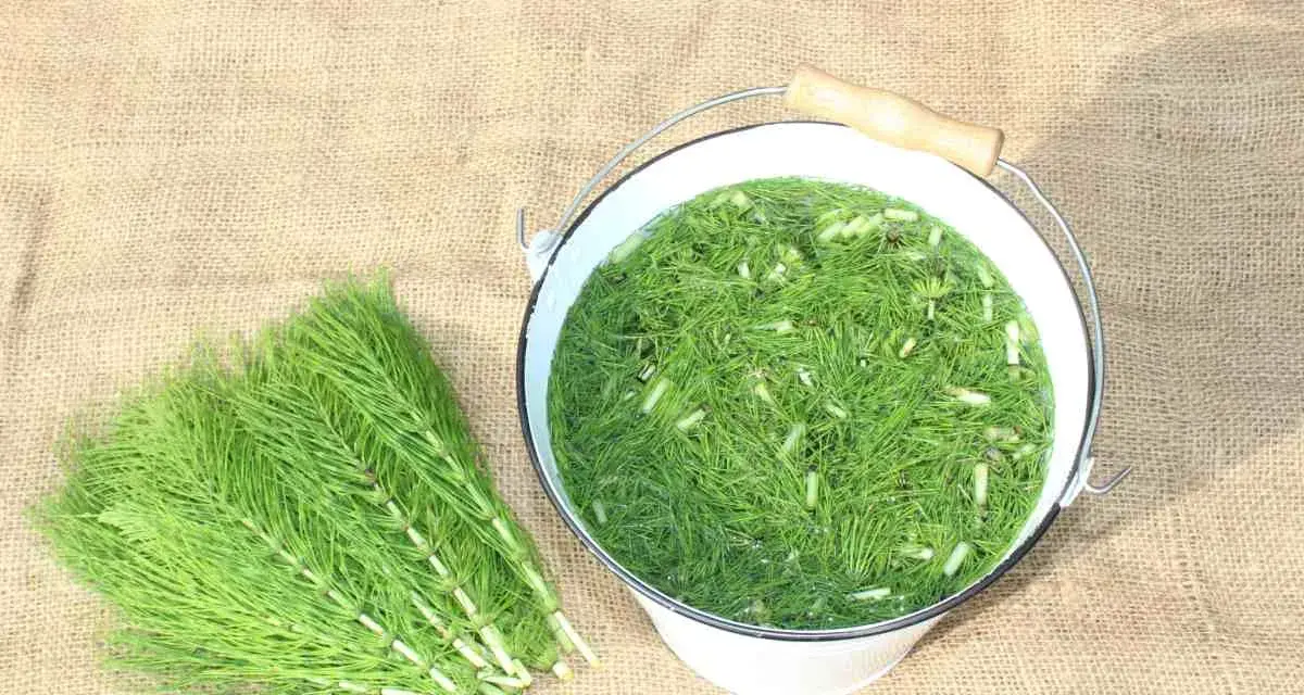 Wiadro z zielonym płynem i skrzypem polnym, obok pęczek świeżego skrzypu. To naturalny nawóz, gnojówka ze skrzypu, gotowa do użycia w ogrodzie.