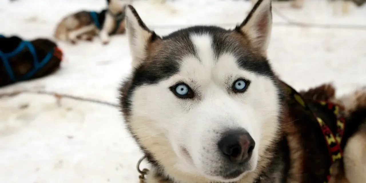 Husky z Bieszczad, gotowy na zimową przygodę. Jego niebieskie oczy błyszczą w śniegu, a futro chroni przed mrozem.
