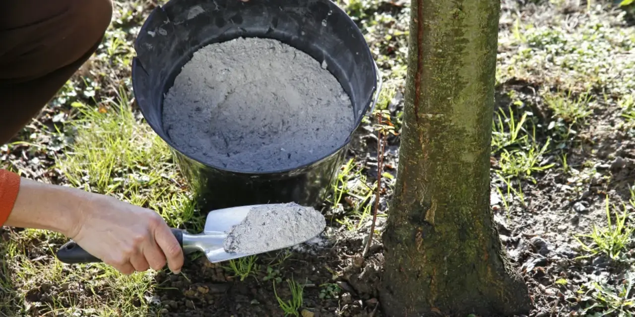 Utilisation de cendre de bois pour fertiliser le sol autour d'un jeune arbre. Une pelle est remplie de cendre provenant d'un seau.