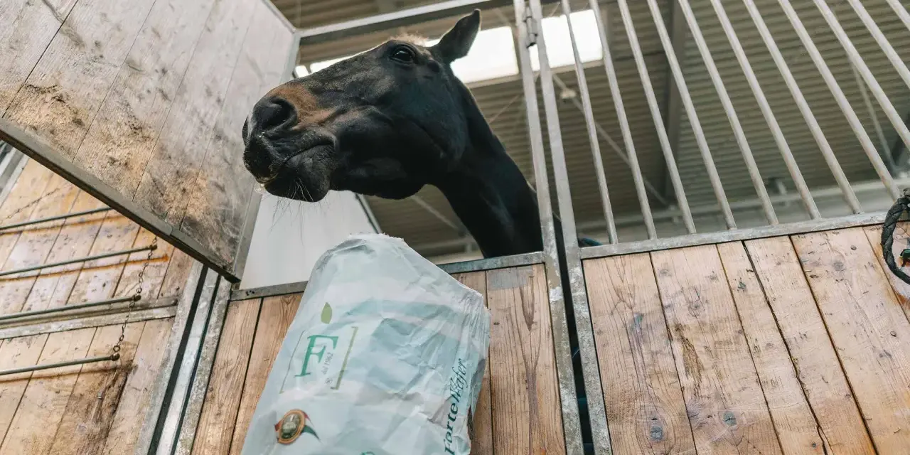 Cavallo nero curioso annusa un sacco di foraggio per cavalli in una stalla di legno.