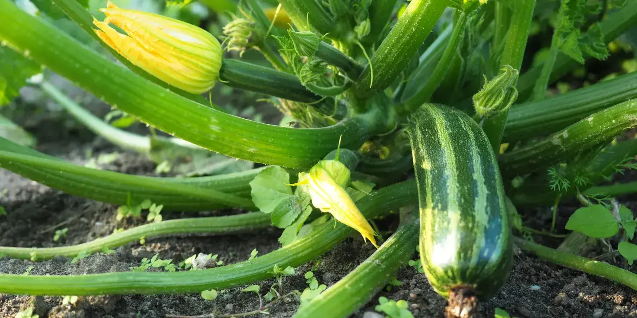 Zucchini pflanzen im Garten: Eine junge Zucchini wächst neben gelben Blüten und grünen Blättern.