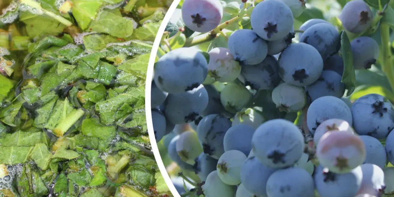 Naturalny nawóz do borówki amerykańskiej: gotujące się liście w garnku i dojrzałe owoce na krzaku.