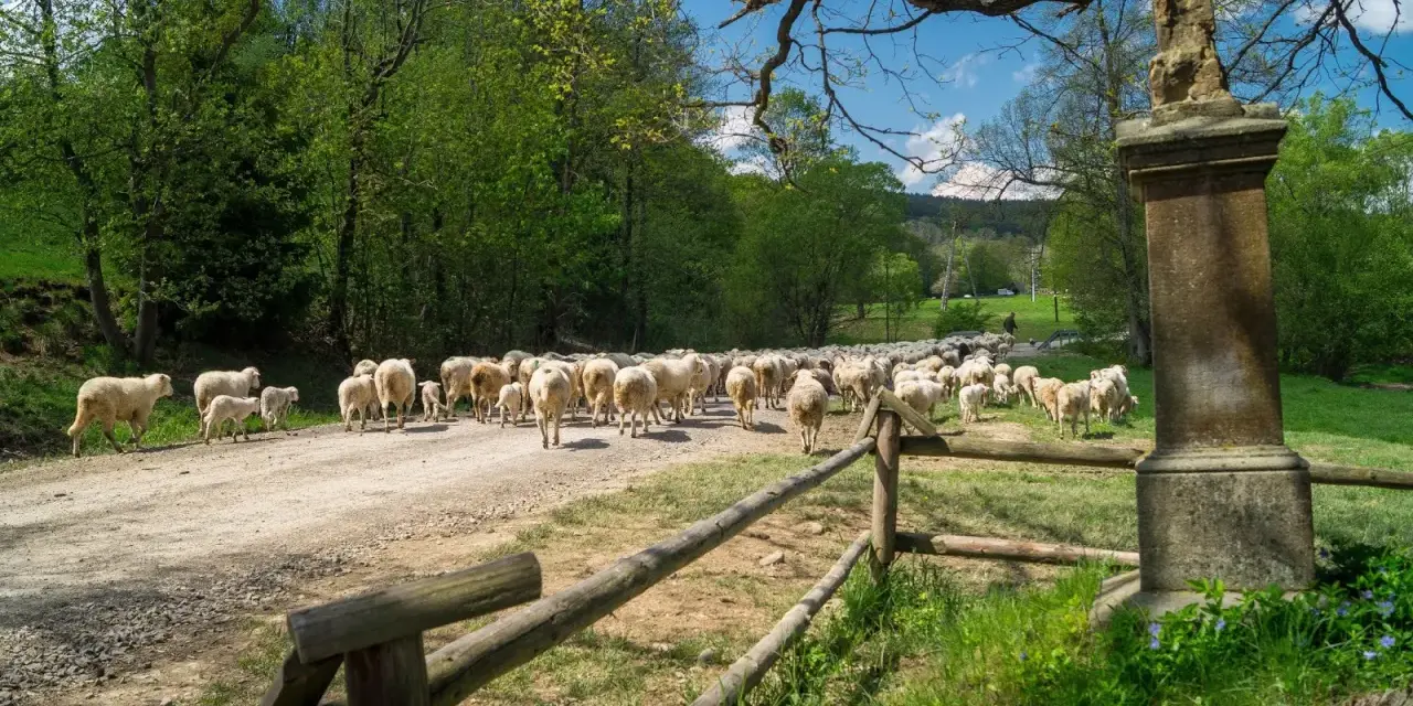 Stado owiec na drodze, prowadzonych przez bacę Klimowskiego. W tle zielone drzewa i kamienny pomnik.