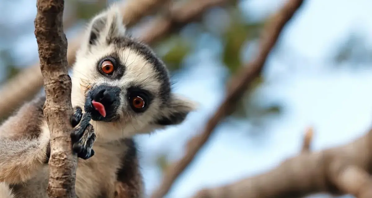 Zabawny lemur na Madagaskarze, wyciągający język. Styczeń to ciepła pogoda, idealna na takie psoty w drzewach.
