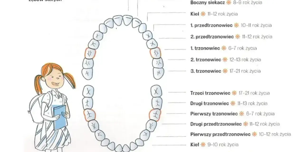 Schemat pokazuje nieprawidłowa kolejność wyrzynania się zębów stałych. Dziewczynka z plecakiem patrzy na diagram zębów.
