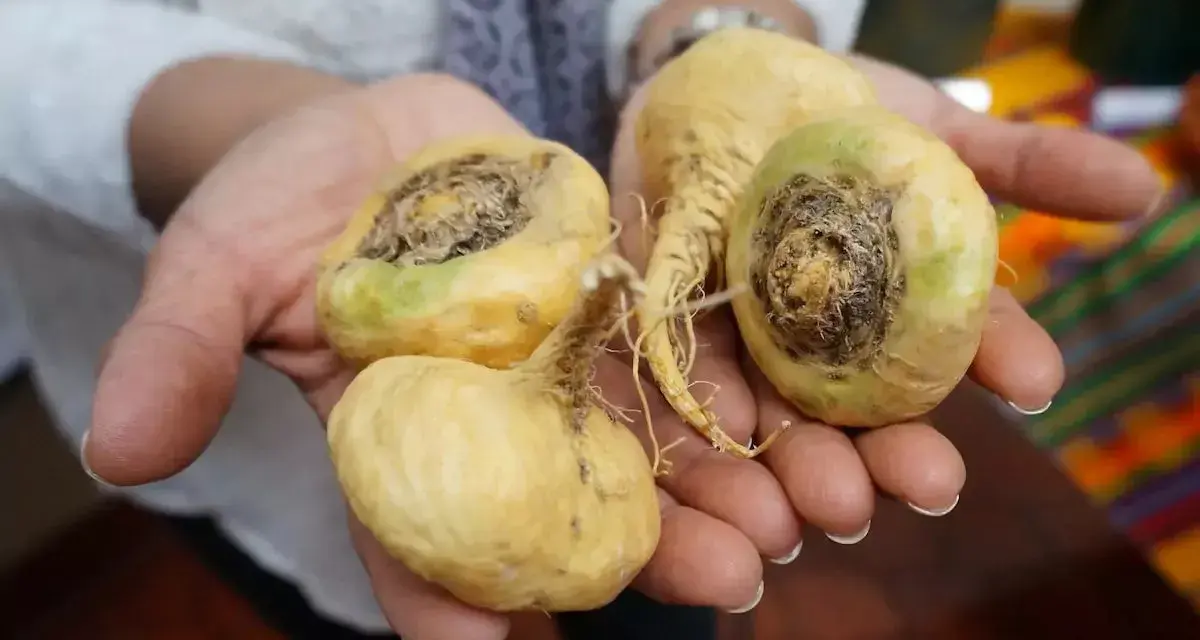 Mains tenant des racines de maca jaunes, certaines montrant des signes de pourriture, évoquant le danger de la maca mal conservée.