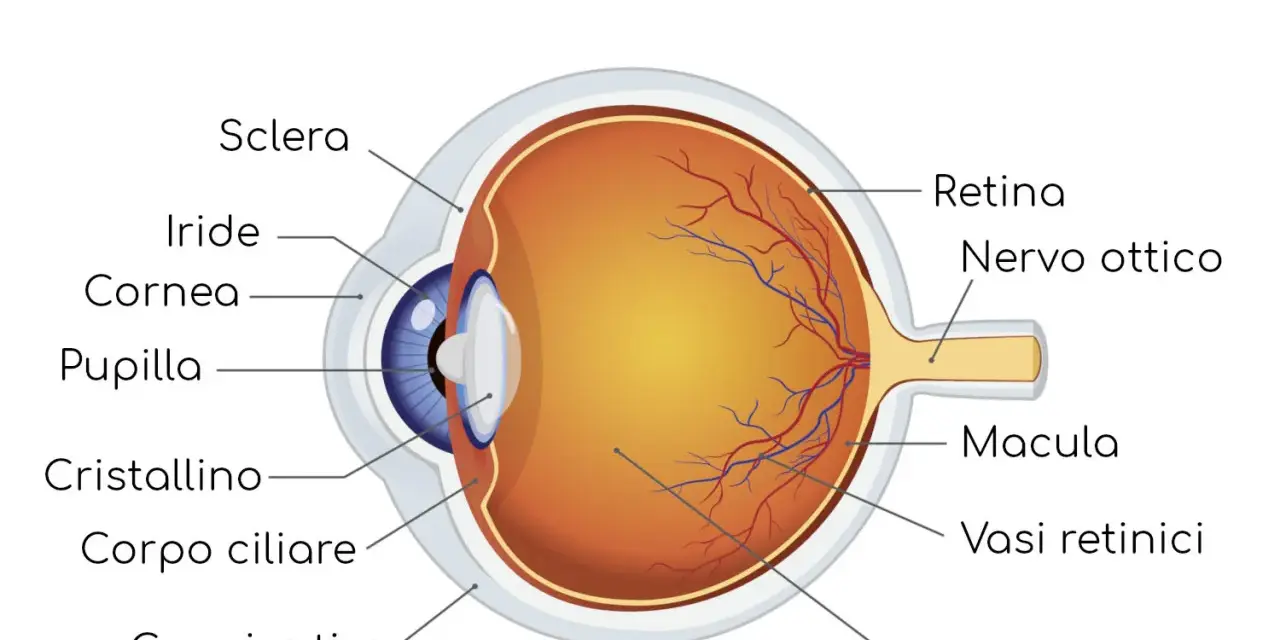 Sezione trasversale dell'occhio umano, che mostra le sue parti interne come la retina, il nervo ottico e il cristallino.