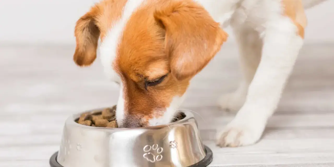 Un chien glouton savoure ses croquettes dans sa gamelle en inox décorée de pattes.