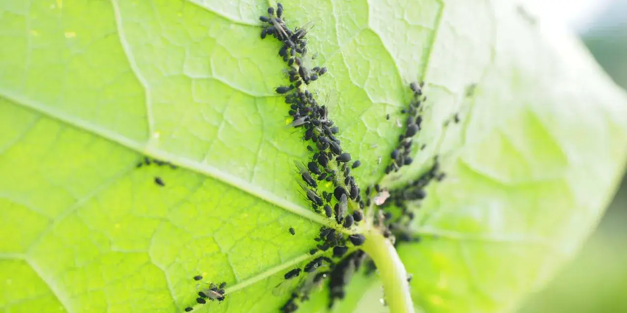 Un gruppo di afidi neri si aggrappa alla parte inferiore di una foglia verde brillante, succhiandone la linfa.