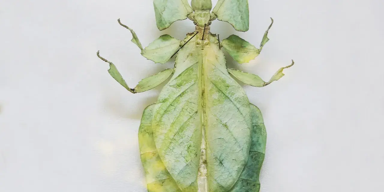 Insecto palo verde, un maestro del camuflaje entre las hojas. Estos animales que se camuflan son fascinantes.