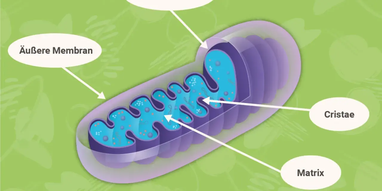 Der **Mitochondrien Aufbau**: Äußere und innere Membran, Cristae und Matrix sind klar dargestellt.