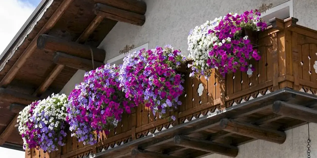 Kwiaty zwisające na balkon wieloletnie w odcieniach bieli, fioletu i różu tworzą kaskadę barw na drewnianej balustradzie.