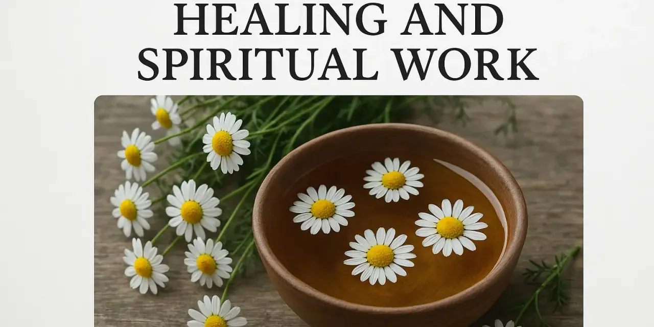 Chamomile flowers float in a wooden bowl of tea, symbolizing peace and healing. The chamomile spiritual meaning is often associated with calm and gentle energy.