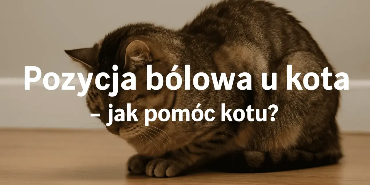 Kot w pozycji bólowej, może to być objaw zapalenia jelit. Jak pomóc kotu?