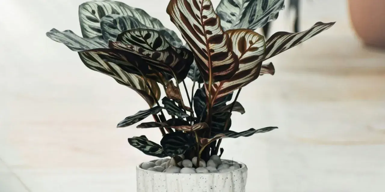 Piękna calathea mixed w ozdobnej doniczce, z liśćmi o hipnotyzującym wzorze.