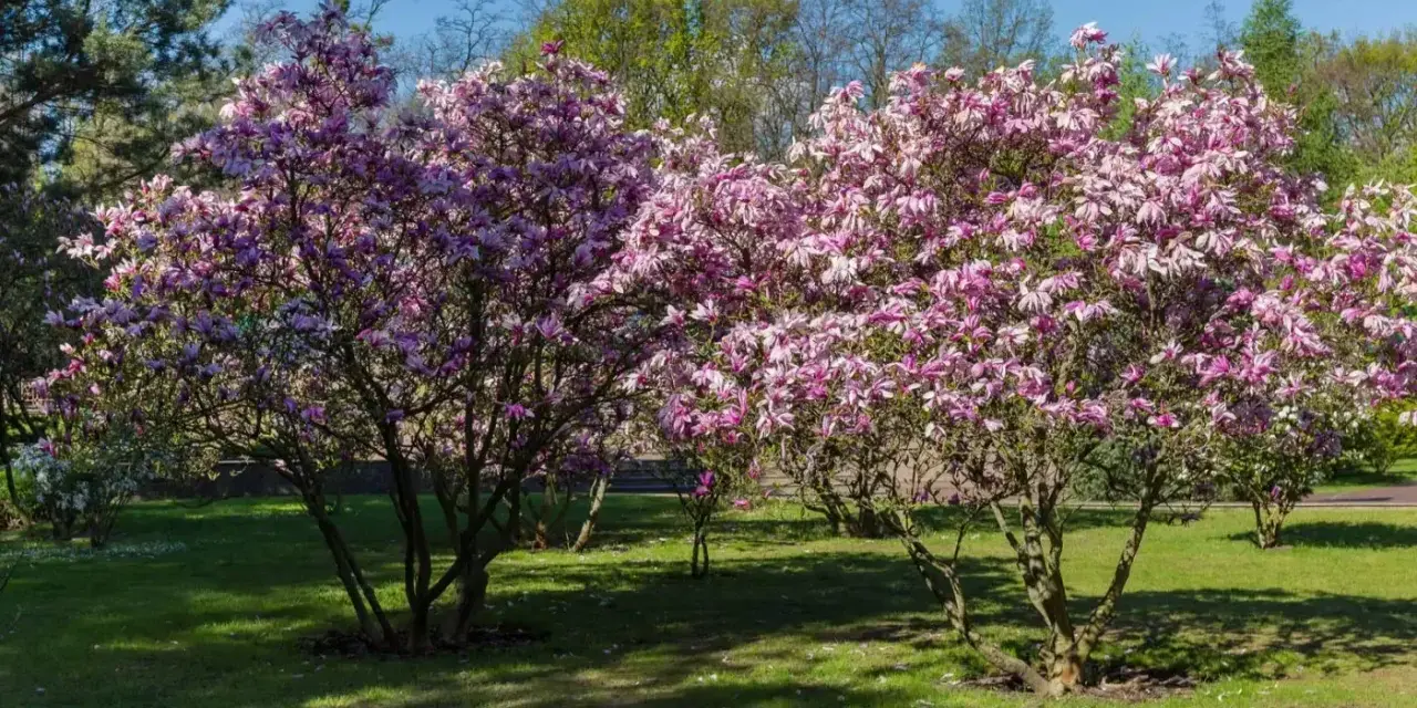 Dwie kwitnące magnolie w pełnym rozkwicie, z różowymi kwiatami. Wiosna pokazuje, jak szybko rośnie magnolia, tworząc piękny widok.